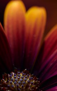 Preview wallpaper flower, macro, petals, focus