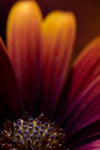 Preview wallpaper flower, macro, petals, focus