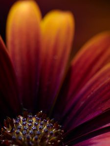 Preview wallpaper flower, macro, petals, focus