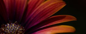 Preview wallpaper flower, macro, petals, focus