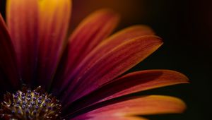 Preview wallpaper flower, macro, petals, focus