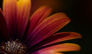 Preview wallpaper flower, macro, petals, focus