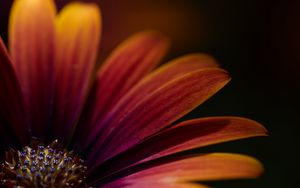 Preview wallpaper flower, macro, petals, focus