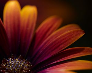 Preview wallpaper flower, macro, petals, focus