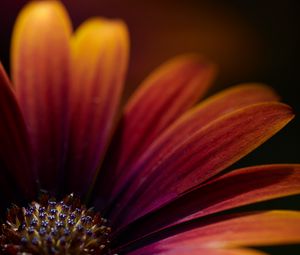 Preview wallpaper flower, macro, petals, focus