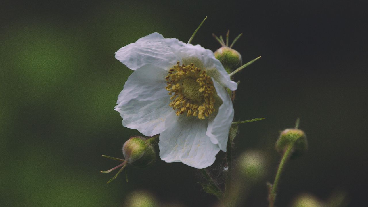 Wallpaper flower, macro, petals, leaves