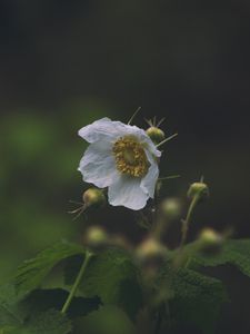 Preview wallpaper flower, macro, petals, leaves