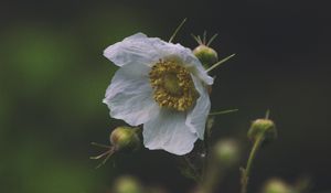 Preview wallpaper flower, macro, petals, leaves