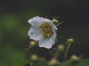 Preview wallpaper flower, macro, petals, leaves