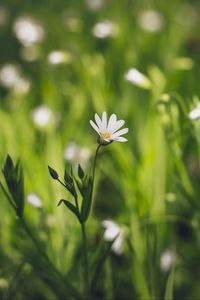 Preview wallpaper flower, macro, petals, bloom, grass