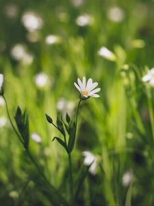 Preview wallpaper flower, macro, petals, bloom, grass