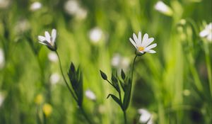 Preview wallpaper flower, macro, petals, bloom, grass