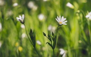 Preview wallpaper flower, macro, petals, bloom, grass
