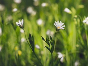 Preview wallpaper flower, macro, petals, bloom, grass