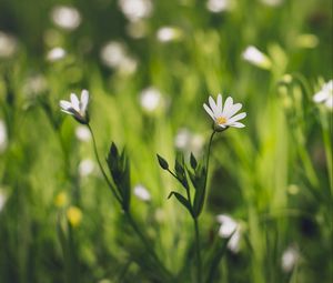 Preview wallpaper flower, macro, petals, bloom, grass