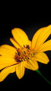 Preview wallpaper flower, macro, petals, yellow