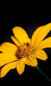 Preview wallpaper flower, macro, petals, yellow