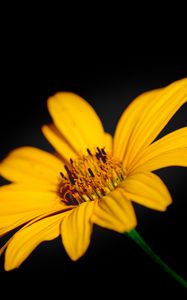 Preview wallpaper flower, macro, petals, yellow