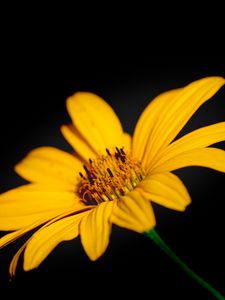 Preview wallpaper flower, macro, petals, yellow