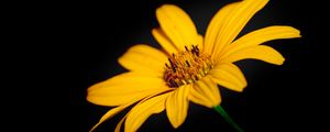 Preview wallpaper flower, macro, petals, yellow