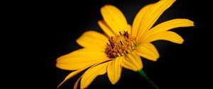 Preview wallpaper flower, macro, petals, yellow