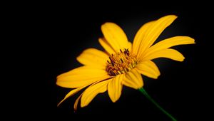 Preview wallpaper flower, macro, petals, yellow