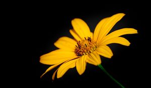 Preview wallpaper flower, macro, petals, yellow