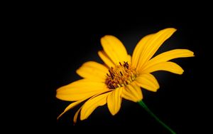 Preview wallpaper flower, macro, petals, yellow