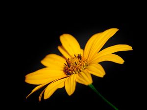 Preview wallpaper flower, macro, petals, yellow