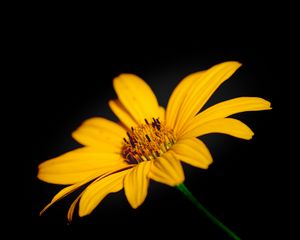 Preview wallpaper flower, macro, petals, yellow