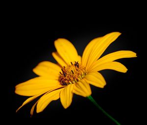 Preview wallpaper flower, macro, petals, yellow