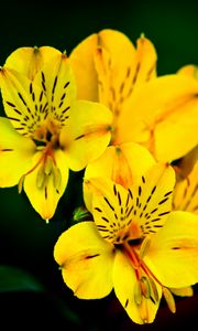 Preview wallpaper flower, macro, petals, yellow, plant