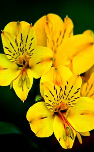 Preview wallpaper flower, macro, petals, yellow, plant