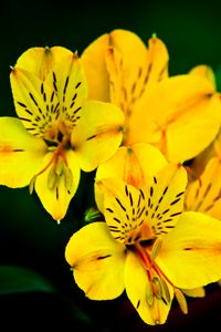 Preview wallpaper flower, macro, petals, yellow, plant