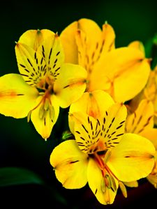 Preview wallpaper flower, macro, petals, yellow, plant