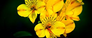 Preview wallpaper flower, macro, petals, yellow, plant