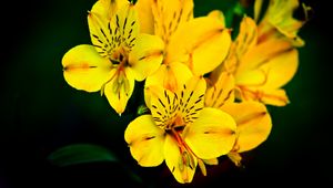 Preview wallpaper flower, macro, petals, yellow, plant