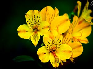 Preview wallpaper flower, macro, petals, yellow, plant