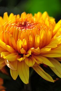 Preview wallpaper flower, macro, petals, bud, yellow