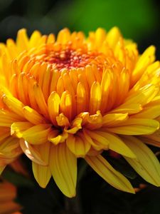 Preview wallpaper flower, macro, petals, bud, yellow