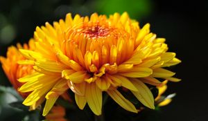 Preview wallpaper flower, macro, petals, bud, yellow