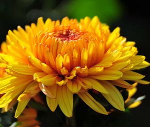 Preview wallpaper flower, macro, petals, bud, yellow