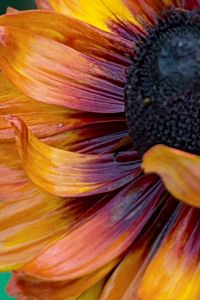 Preview wallpaper flower, macro, petals, colorful