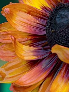 Preview wallpaper flower, macro, petals, colorful