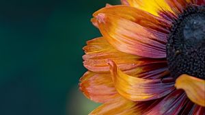 Preview wallpaper flower, macro, petals, colorful