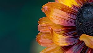Preview wallpaper flower, macro, petals, colorful