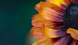 Preview wallpaper flower, macro, petals, colorful