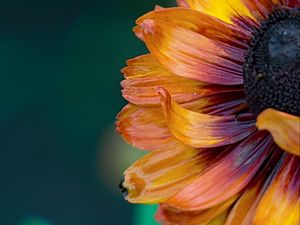 Preview wallpaper flower, macro, petals, colorful