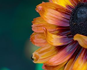 Preview wallpaper flower, macro, petals, colorful
