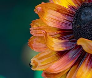 Preview wallpaper flower, macro, petals, colorful